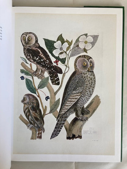 Owls