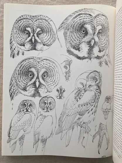 Owls of the Northern Hemisphere