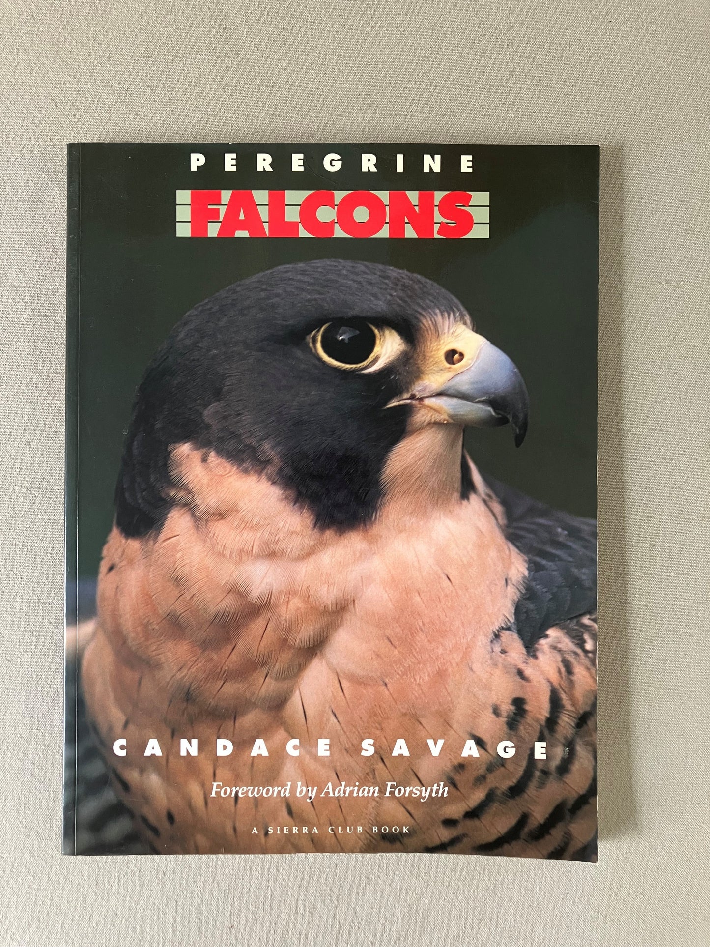 Peregrine Falcons