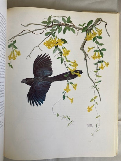 Portraits of Mexican Birds: Fifty Selected Paintings
