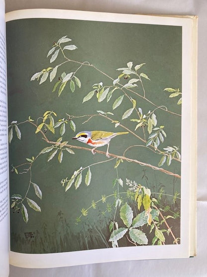 Portraits of Mexican Birds: Fifty Selected Paintings