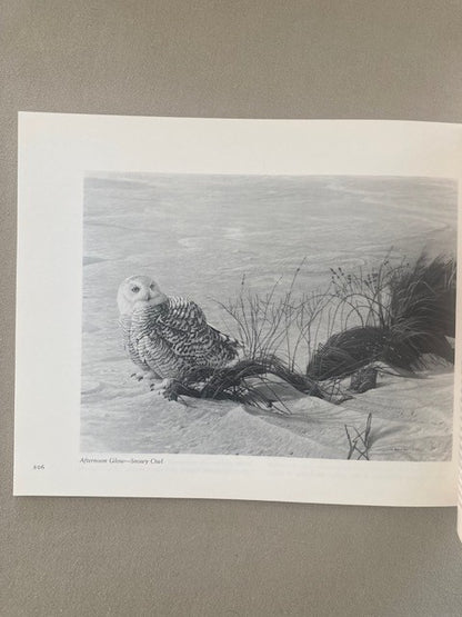 Portraits of Nature: Paintings by Robert Bateman