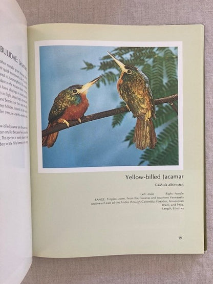 Portraits of Tropical Birds