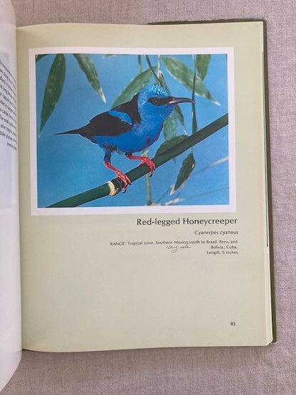 Portraits of Tropical Birds