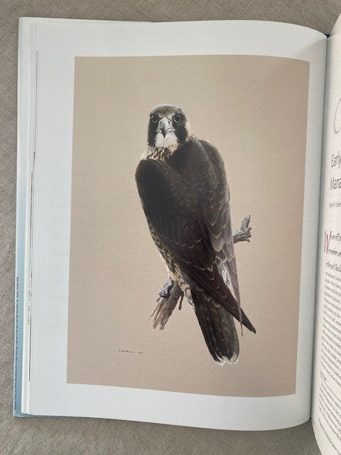 Return of the Peregrine: A North American Saga of Tenacity and Teamwork