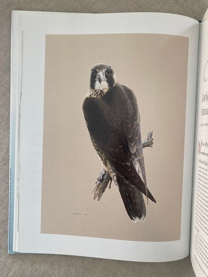 Return of the Peregrine: A North American Saga of Tenacity and Teamwork