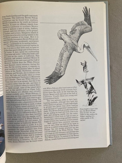 Seabirds of Eastern North Pacific and Arctic Waters