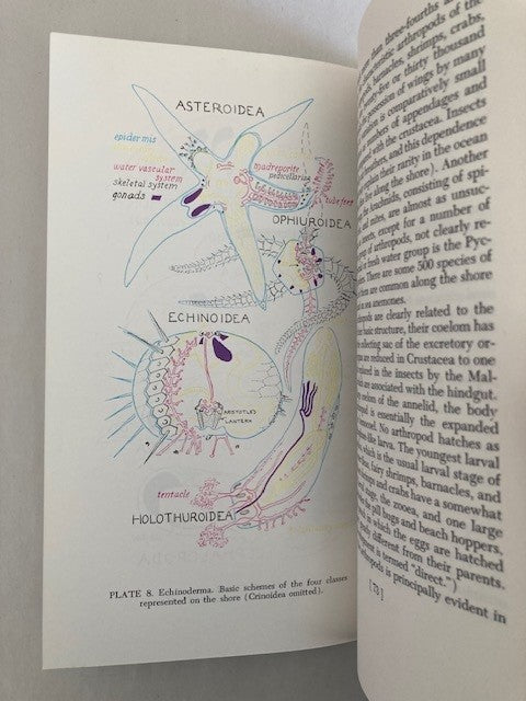 Introduction to Seashore Life of the San Francisco Bay Region and the Coast of Northern California