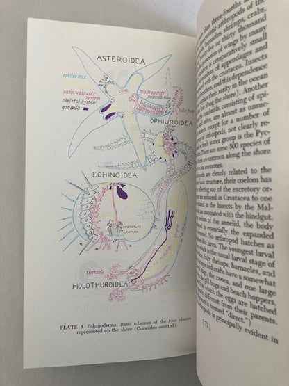 Introduction to Seashore Life of the San Francisco Bay Region and the Coast of Northern California