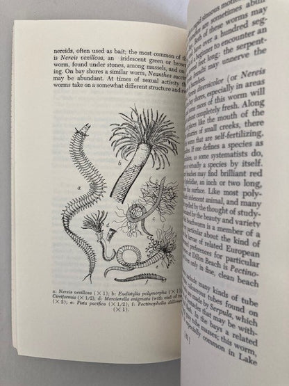 Introduction to Seashore Life of the San Francisco Bay Region and the Coast of Northern California