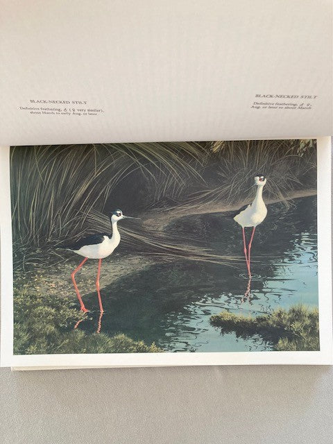 The Shorebirds of North America