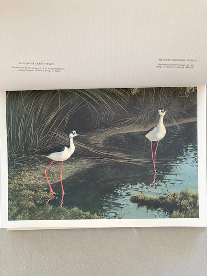 The Shorebirds of North America