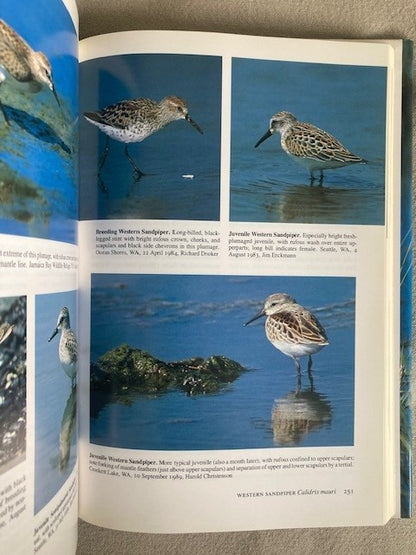 Shorebirds of the Pacific Northwest