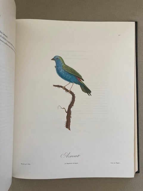 Songbirds of the Torrid Zone
