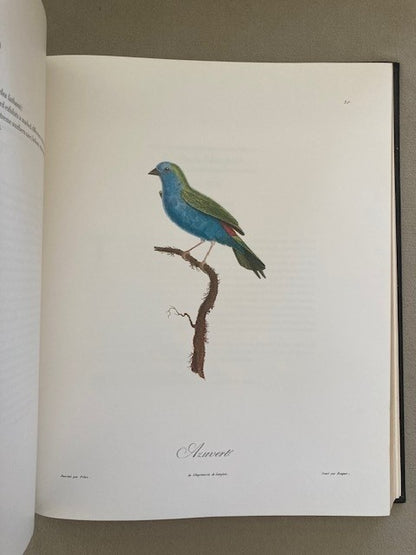 Songbirds of the Torrid Zone