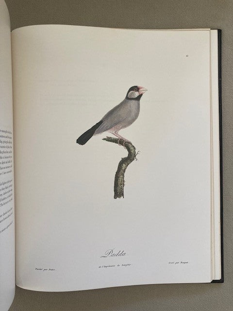Songbirds of the Torrid Zone