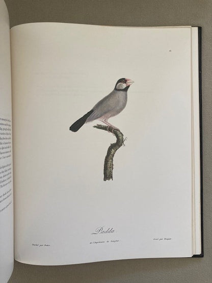 Songbirds of the Torrid Zone