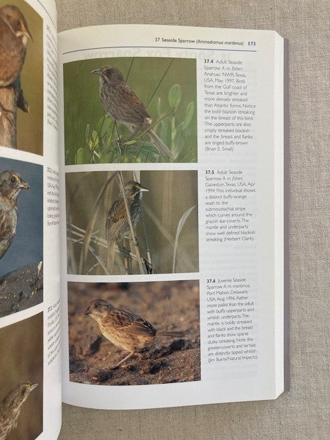Sparrows of the United States and Canada: The Photographic Guide