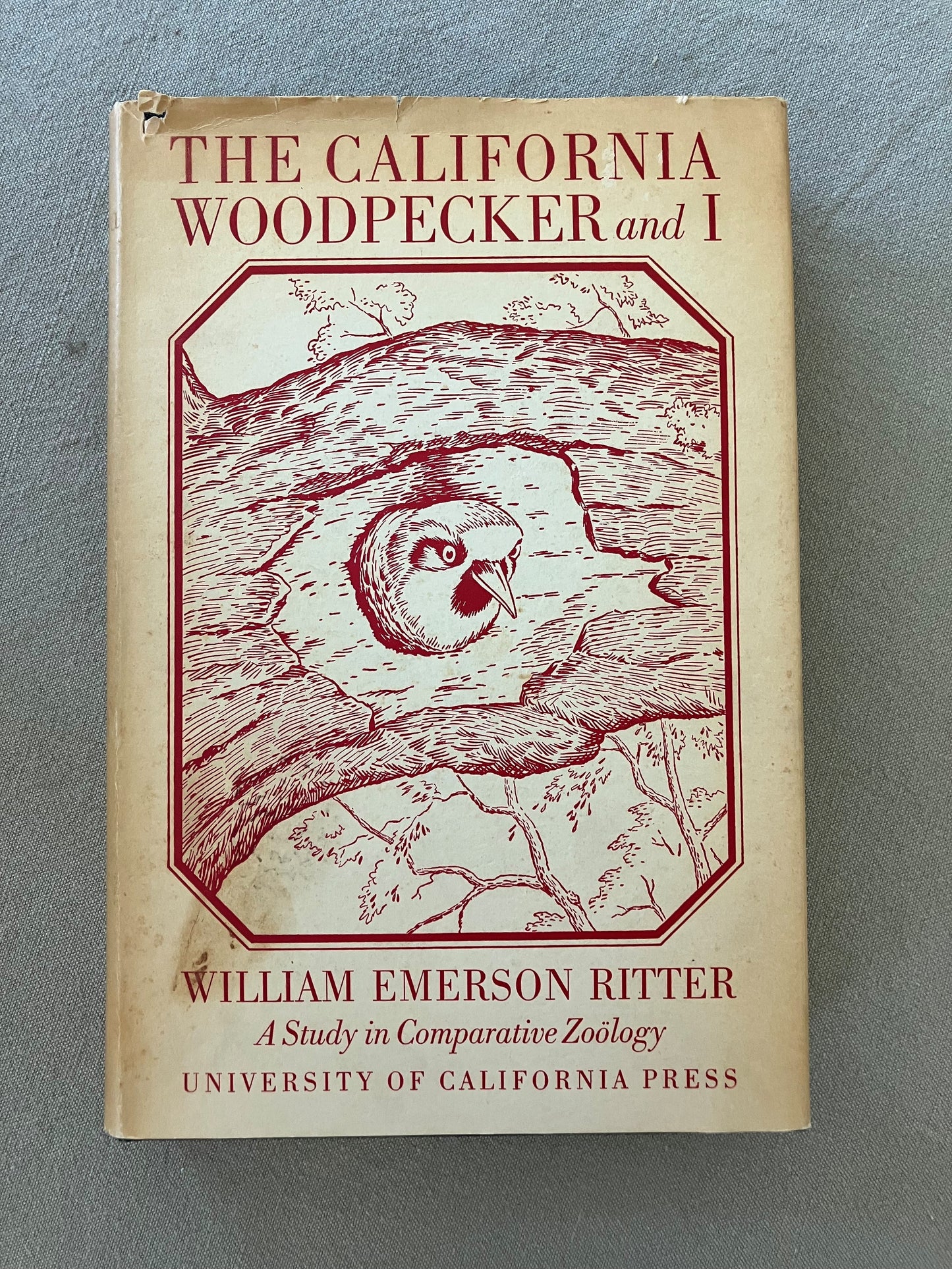 The California Woodpecker and I, a Study in Comparative Zoology