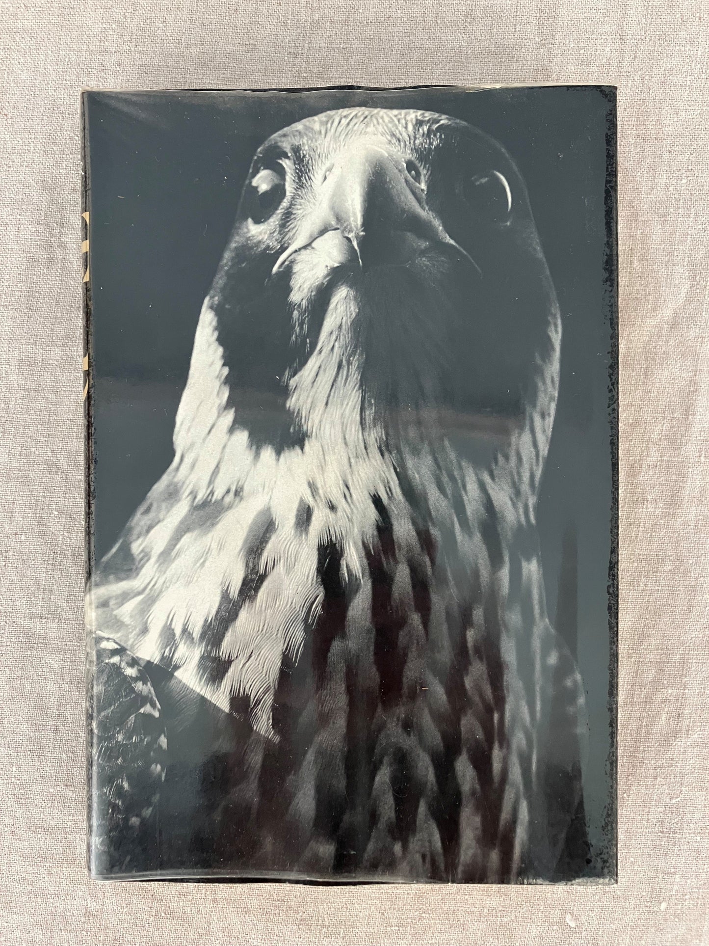 The Peregrine
