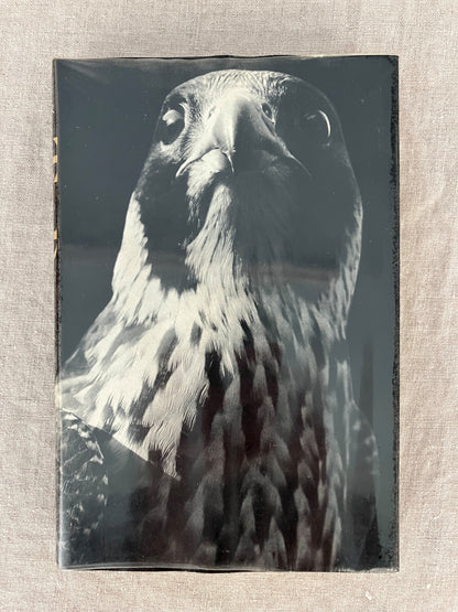 The Peregrine