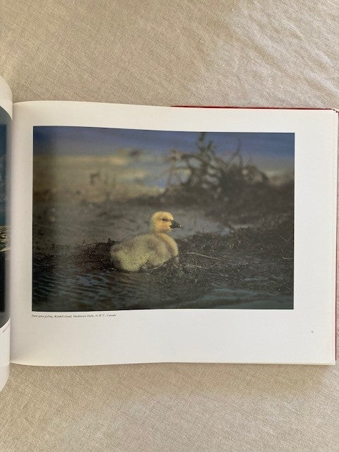 Tracks in the Sky: Wildlife and Wetlands of the Pacific Flyway