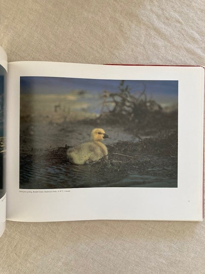 Tracks in the Sky: Wildlife and Wetlands of the Pacific Flyway