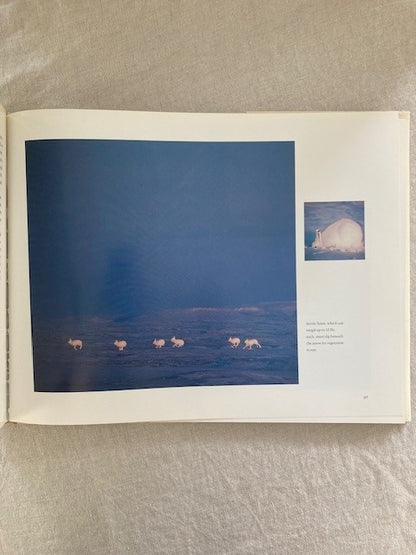White Wolf: Living With an Arctic Legend