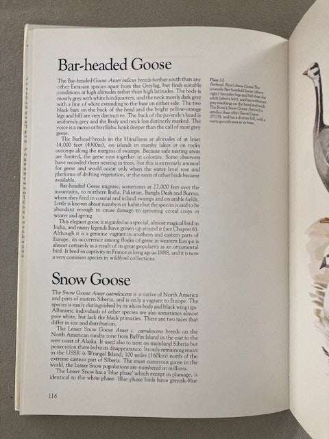 Wildfowl of Europe