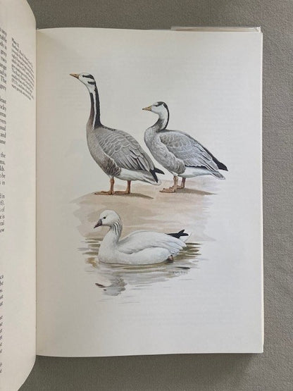 Wildfowl of Europe